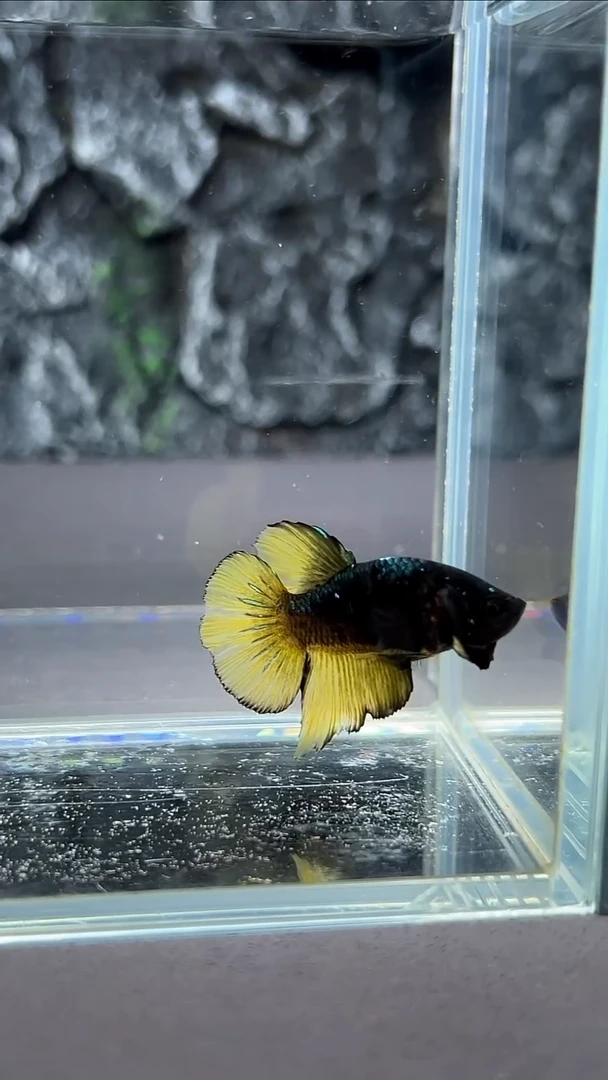 斗鱼竞拍链接A079