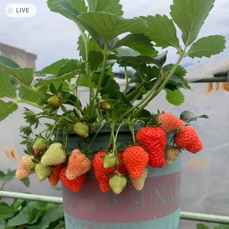 红颜草莓苗四季草莓苗批发盆栽奶油草莓苗高产早熟草莓苗带土