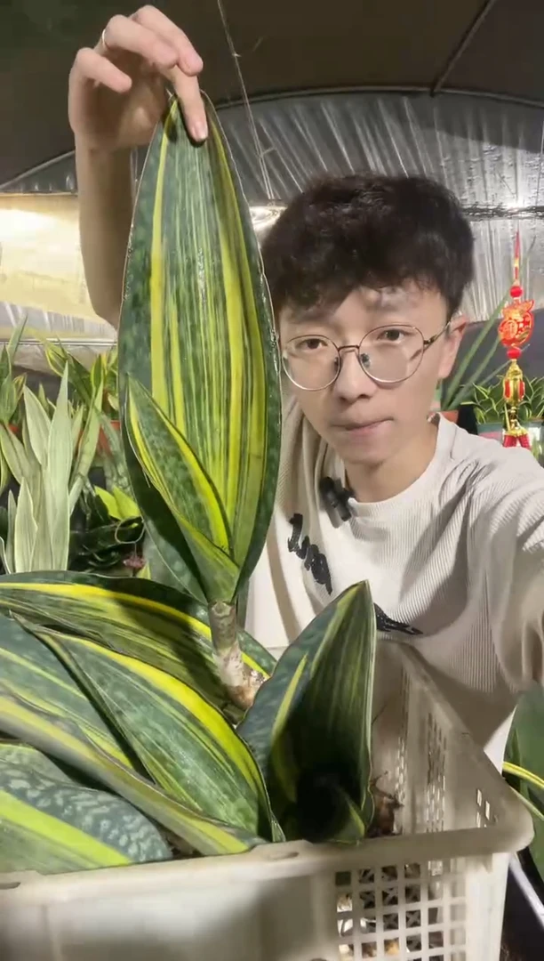 黄金宝镜裸根单叶带心30cm15.8