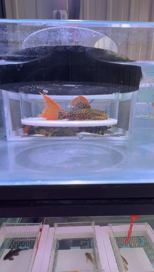 清道夫11+不包入缸损184