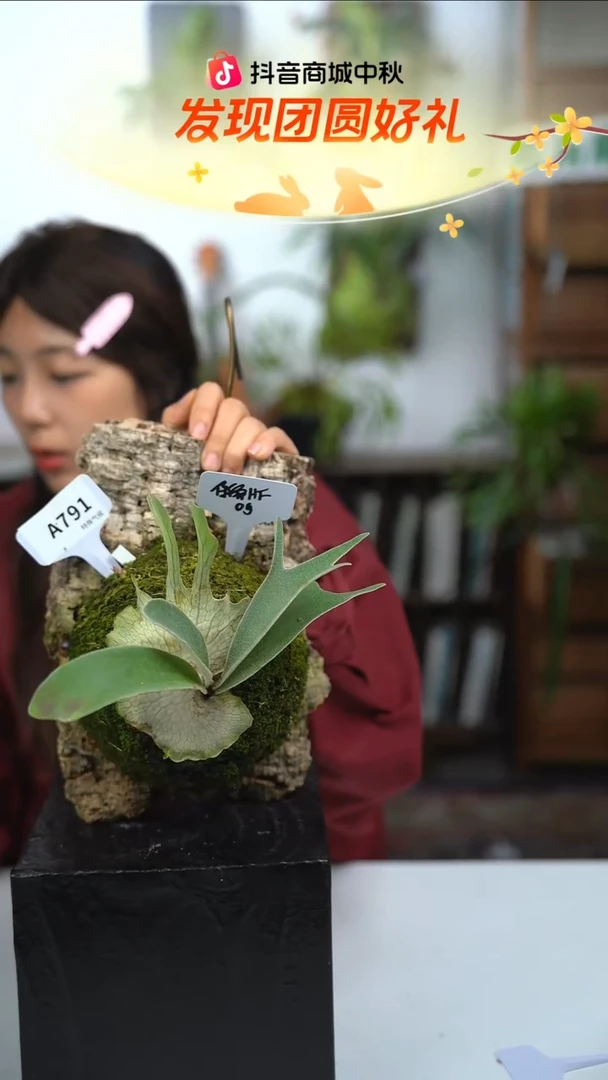 不开花植物A791-侏儒hfg侧芽