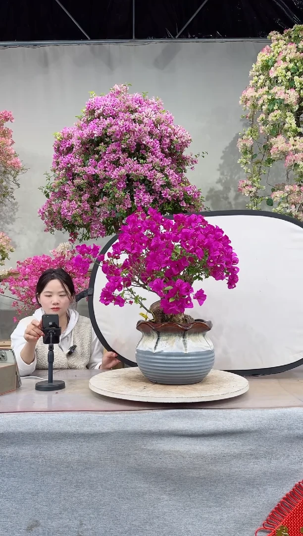 【闪购商品】盆景云南紫