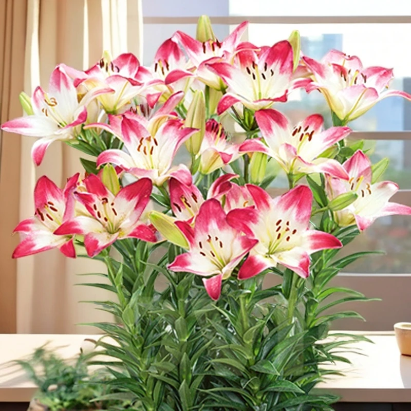 亚洲百合种球特殊老虎系列花球种子球根无香耐寒多花盆栽庭院地栽