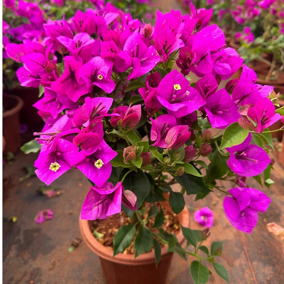 【云南紫三角梅】原盆原土发货盆栽室内外运输掉花落叶为正常现象