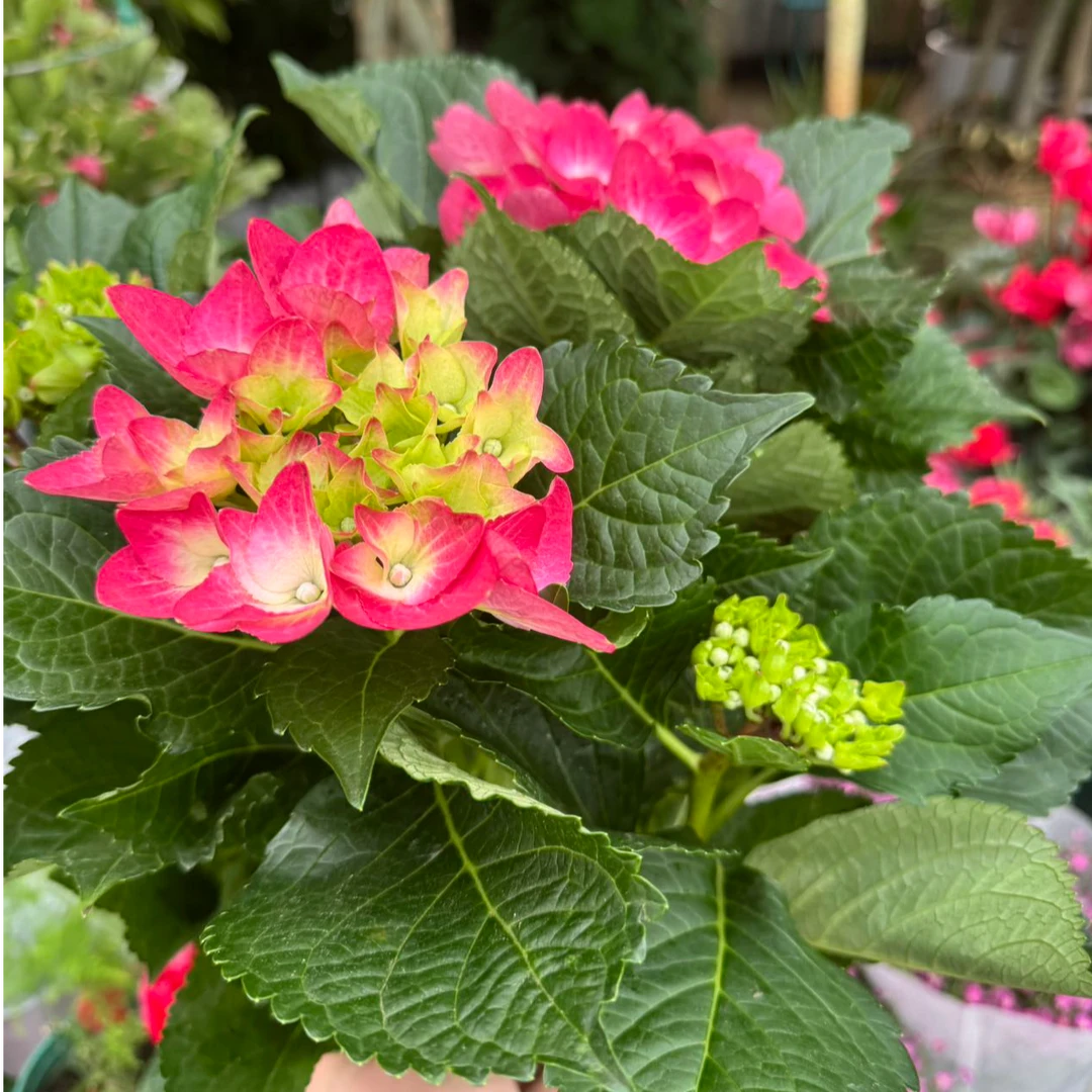 绣球喜水喜阳再生能力强好养好活