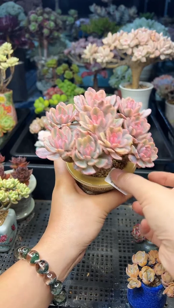 ⦮****⦯450        不带盆