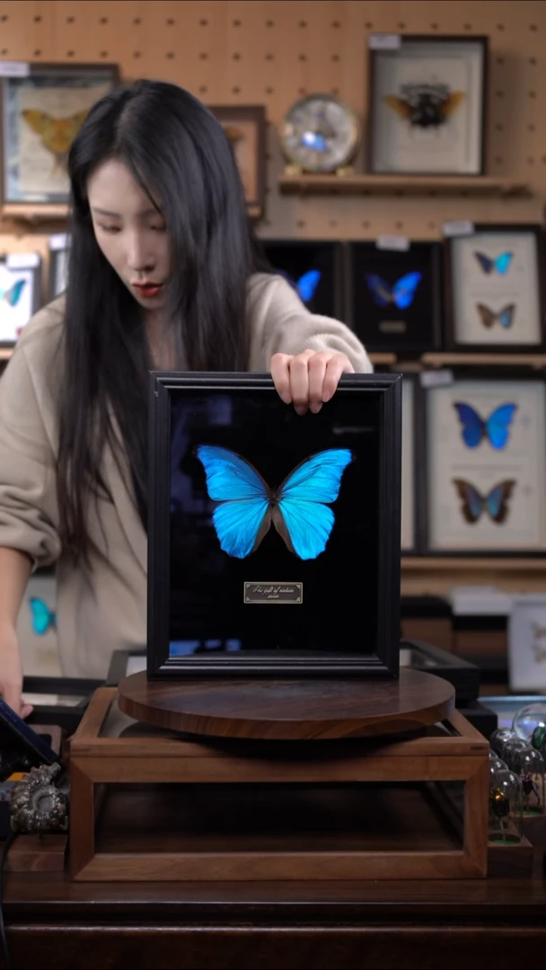 大蓝闪蝶黑绒底版10寸欧式框（带证书）