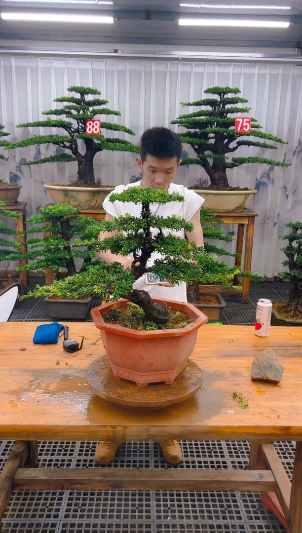 无花朵精品盆景直播间一物一拍