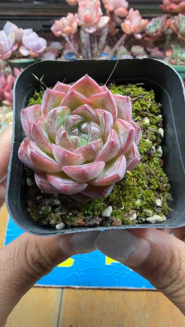 东云多肉园二店-10