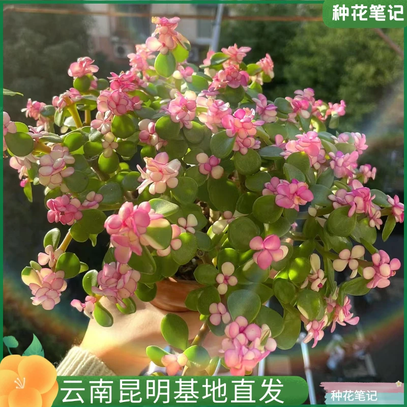 【雅乐之舞】棒棒糖盆栽老桩多肉植物室内办公室绿植好养净化空气