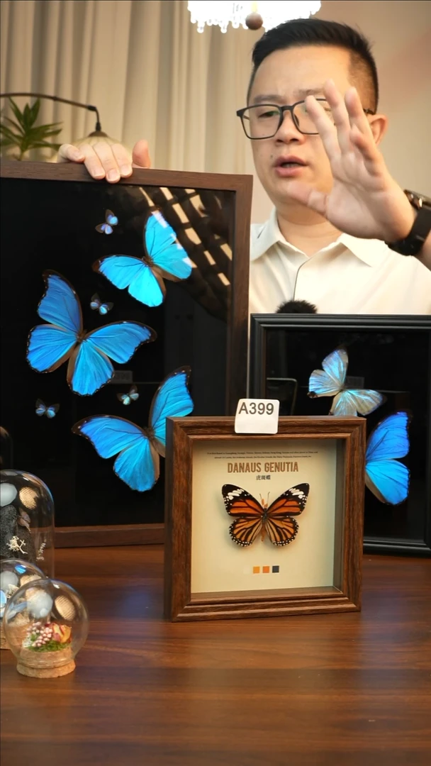 虎斑蝶（6寸方黑色新款框）A399