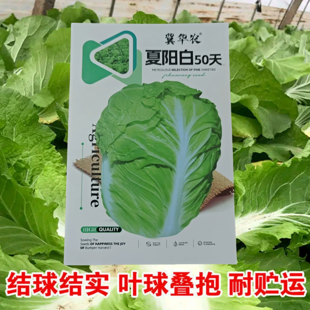 夏天抗热大白菜好吃好卖白菜种子