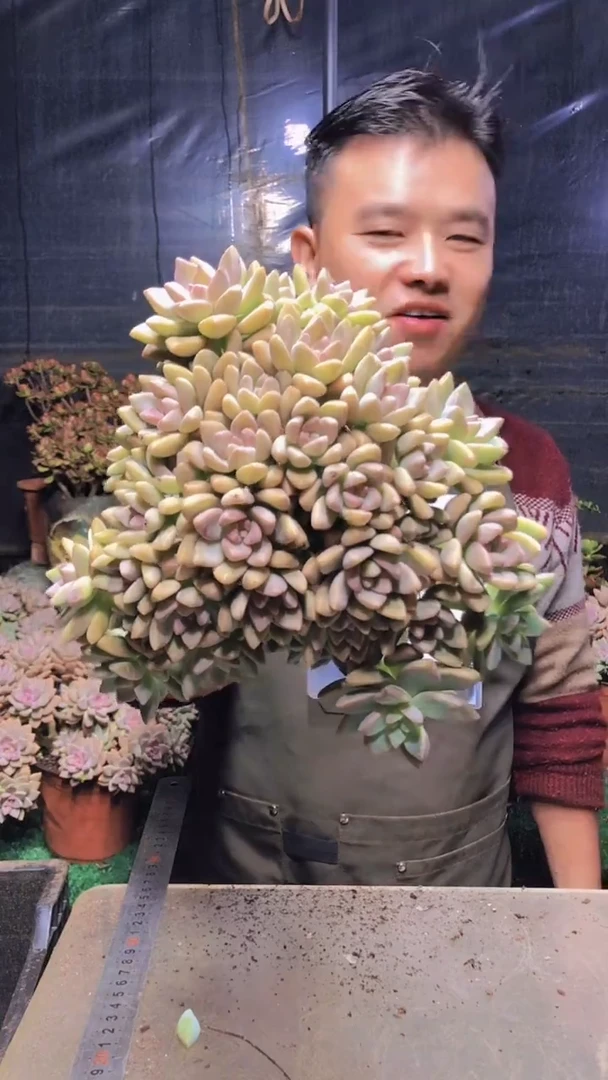 141淡雪缀化一物一拍