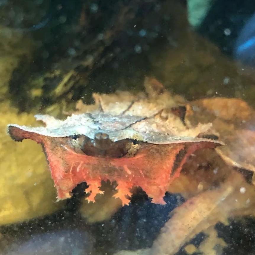 直播挑选乌龟活体，勿私拍谢谢