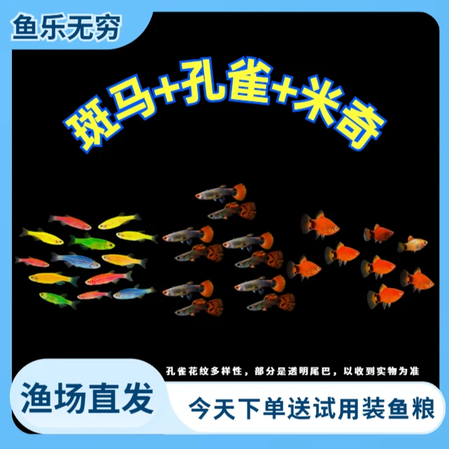 【斑马+孔雀+米奇】斑马鱼小型热带观赏鱼淡水活体好养耐活新手