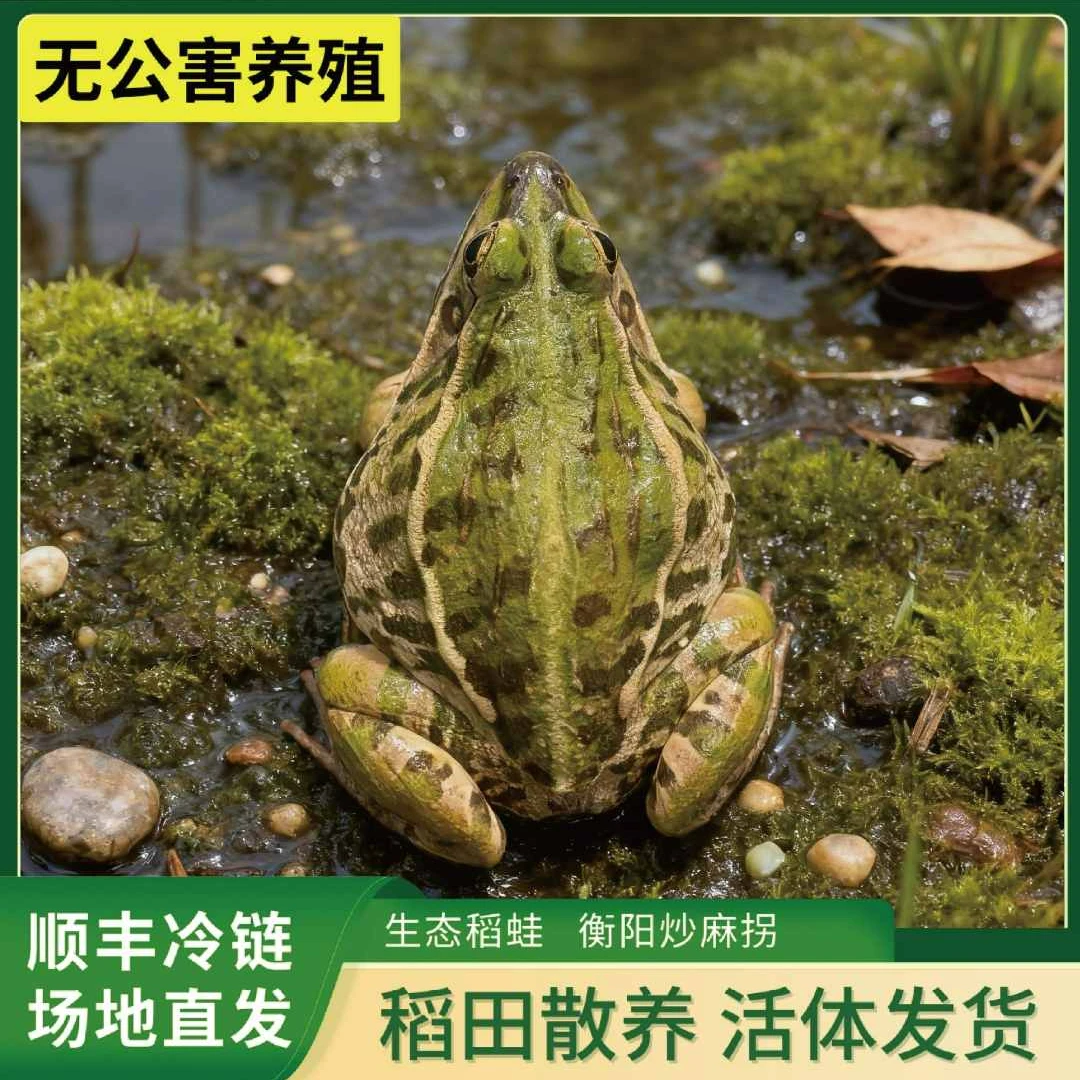 衡阳青蛙 麻拐 原生态户外散养稻田青蛙 顺丰冷链 餐饮批发专用