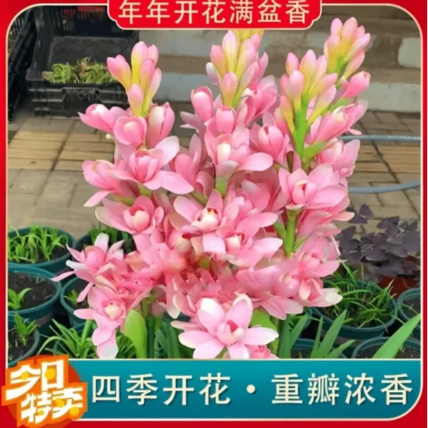 【晚香玉种球】晚香玉种球四季种植盆栽阳台