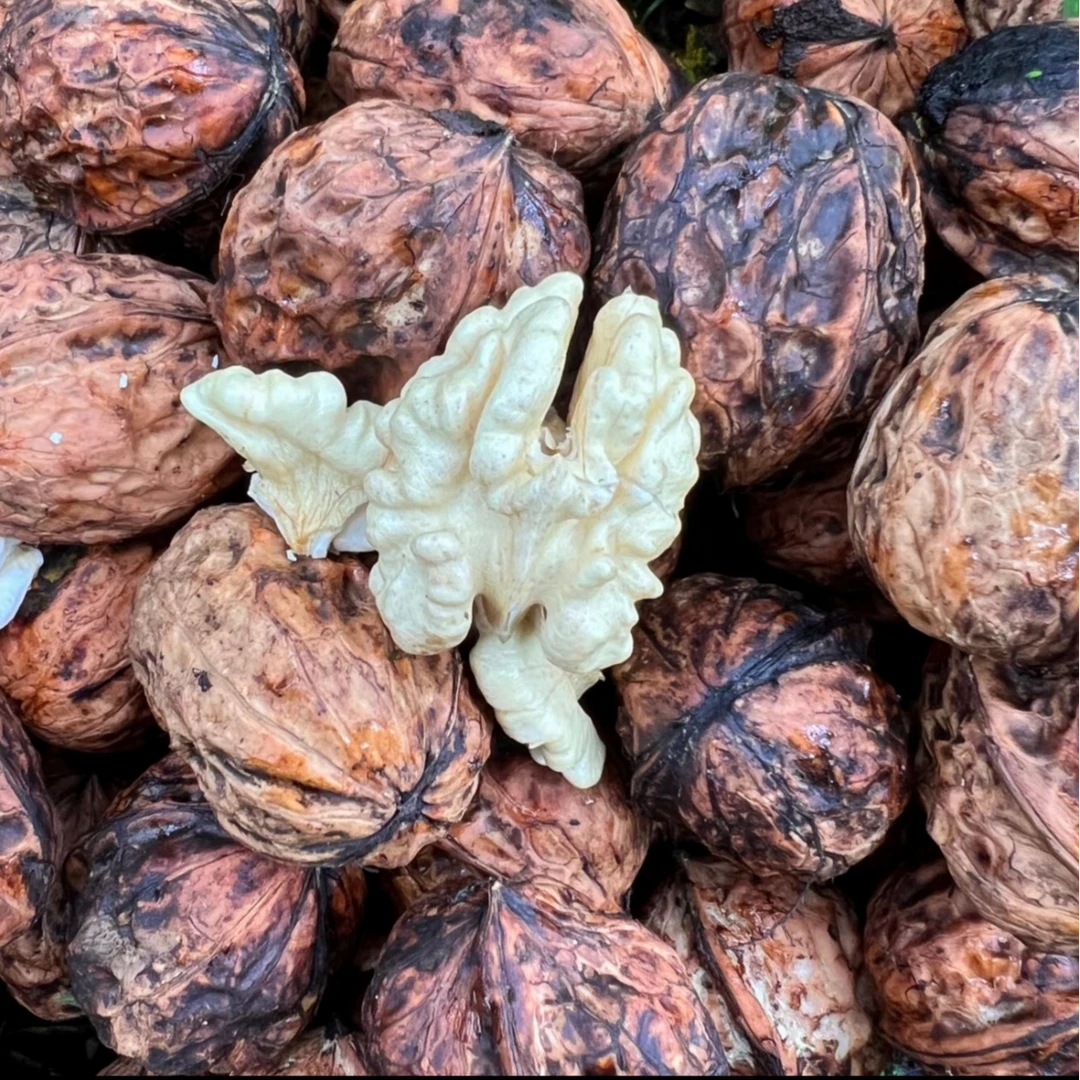 【宠粉福利】鲜核桃2斤＋送核桃夹