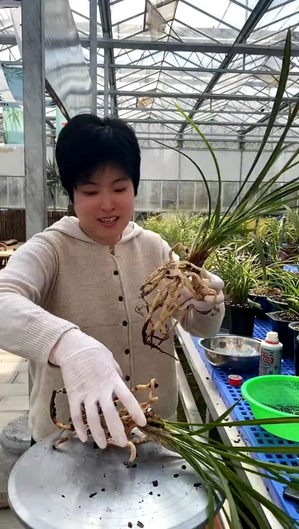 【闪购商品】同乐梅+同乐梅，3533