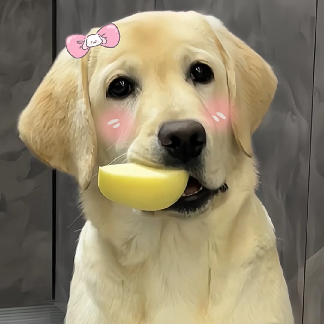 【恩善】拉布拉多宠物活体狗狗一物一拍