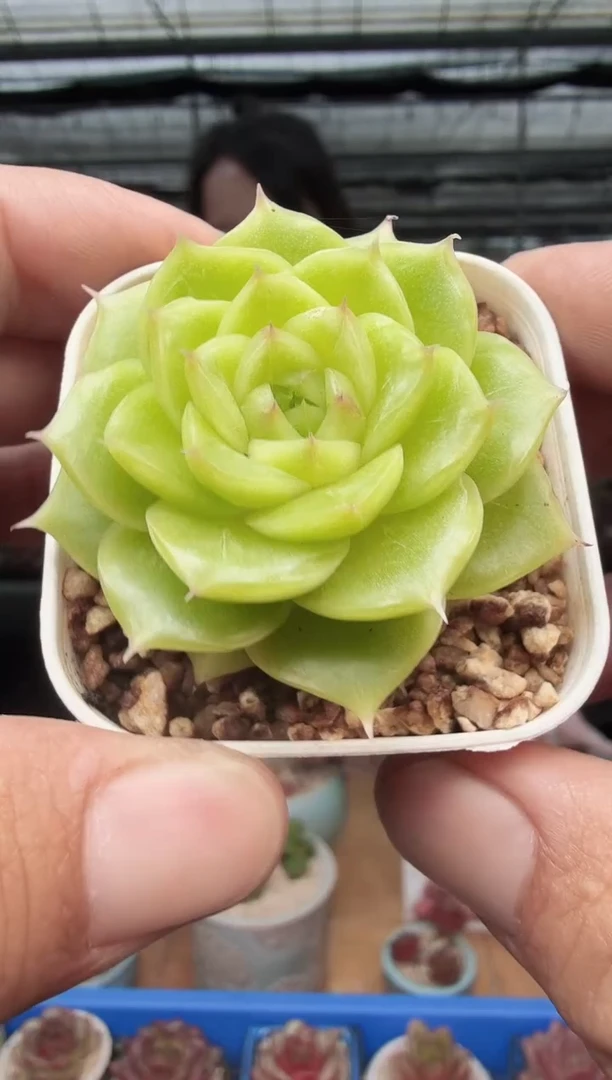 东云多肉园新款-277