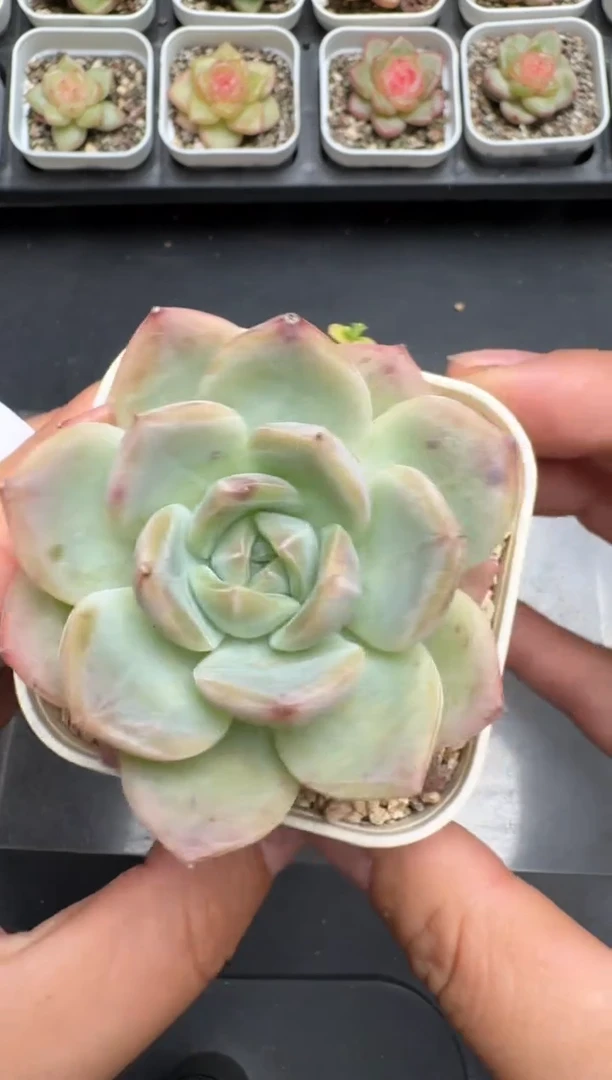 680L当天拍3颗包柚 带盆土纸巾打包 云禹花卉 珍妮多肉植物