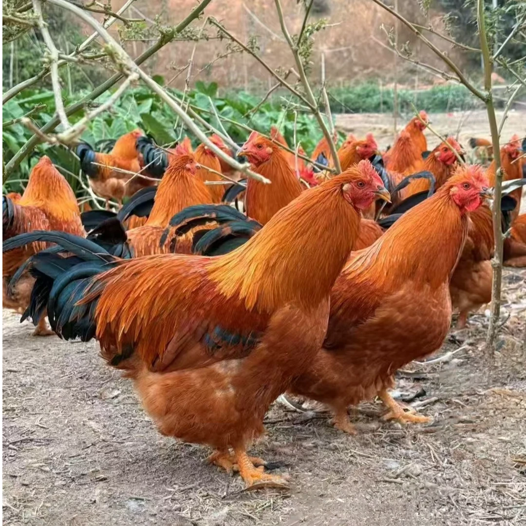 2只清远走地大扇鸡  养足半年 新鲜现杀现发