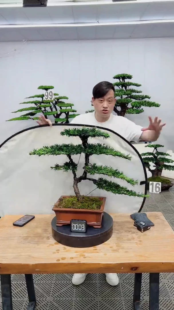 无花朵造型盆景一物一拍