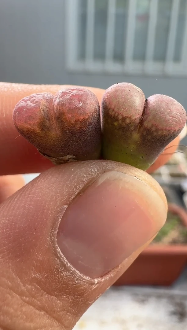 多肉植物肉锥23-86