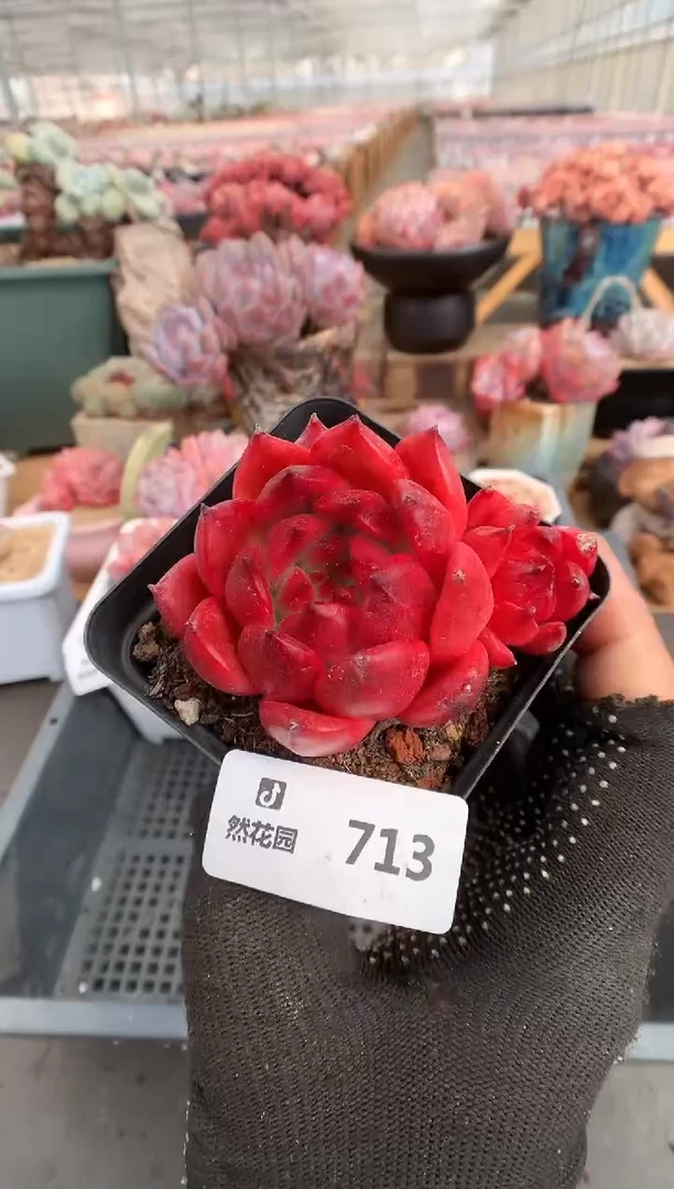 【闪购商品】713安姆斯壮一物一拍