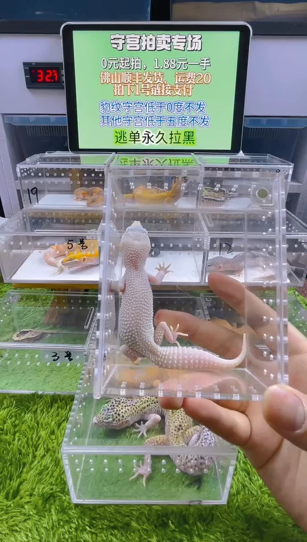 豹纹守宫豹纹肥尾苗子亚成成体
