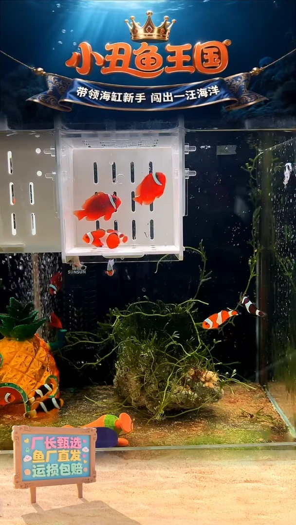 海水鱼直播基地全品公子3.5-4