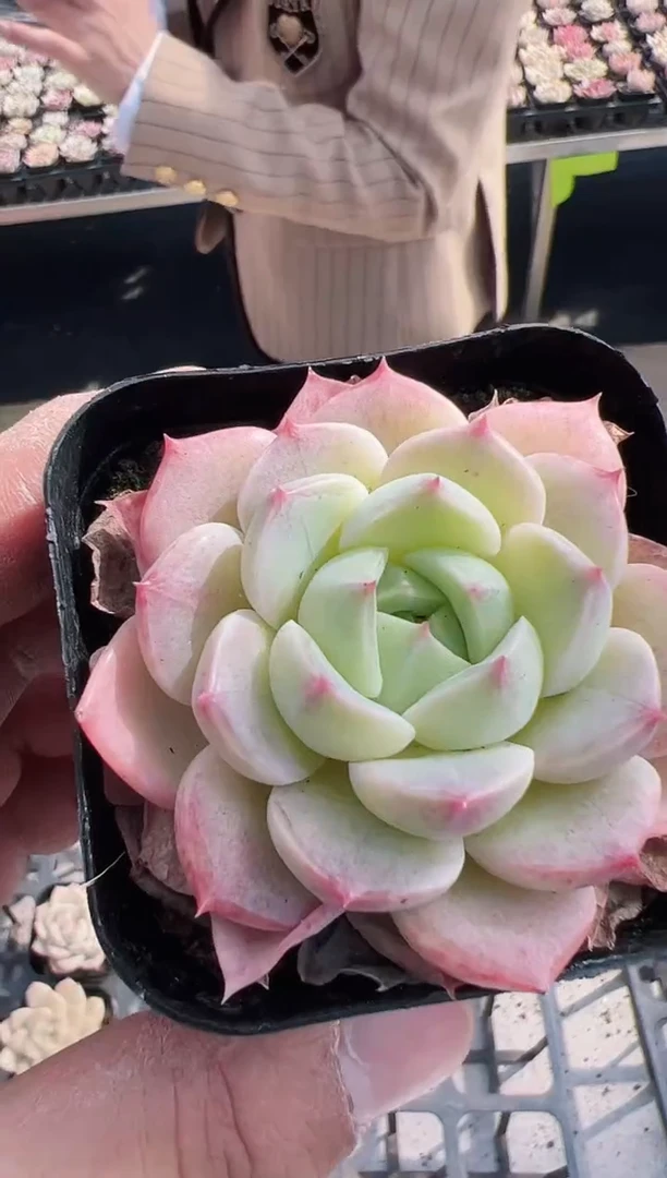 【闪购商品】新款多肉121