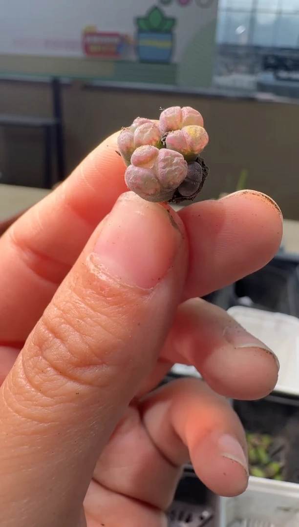 多肉植物肉锥22-134