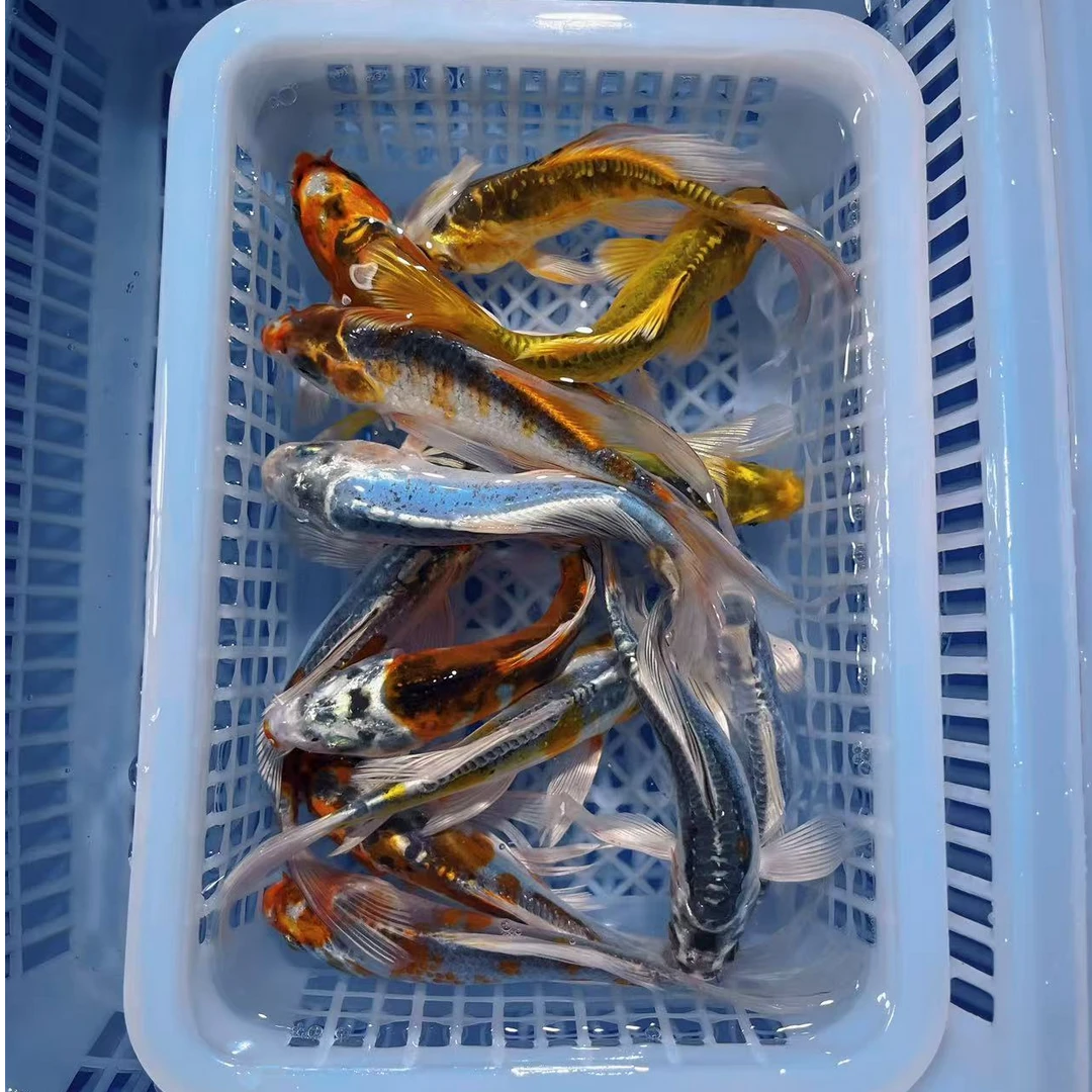 【德系锦鲤颜色随机4条】12-14公分冷水观赏鱼锦鲤鱼红草金