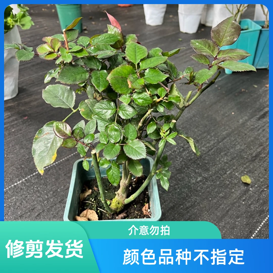 【修剪发货】独颗月季不指定品种颜色no退no换,介意勿拍