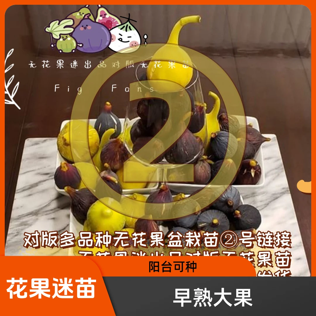 花果迷稀有无花果树苗大果早熟盆栽地栽阳台花园院子天台南北皆可