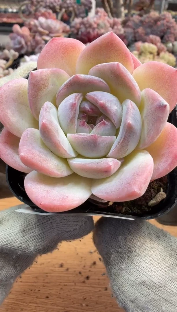 东云多肉园三店-140