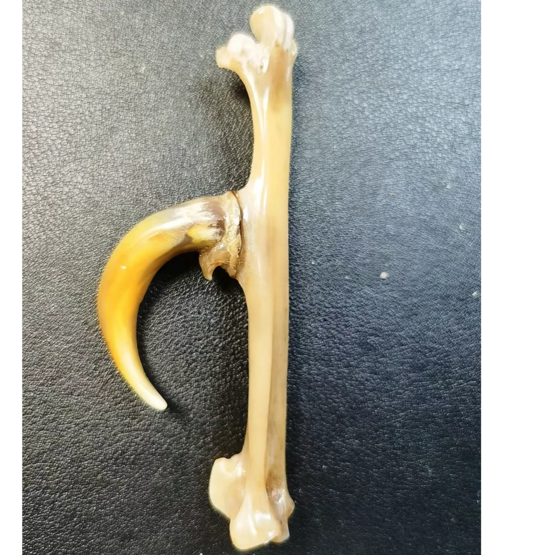 小弯钩文玩鸡爪骨手把件