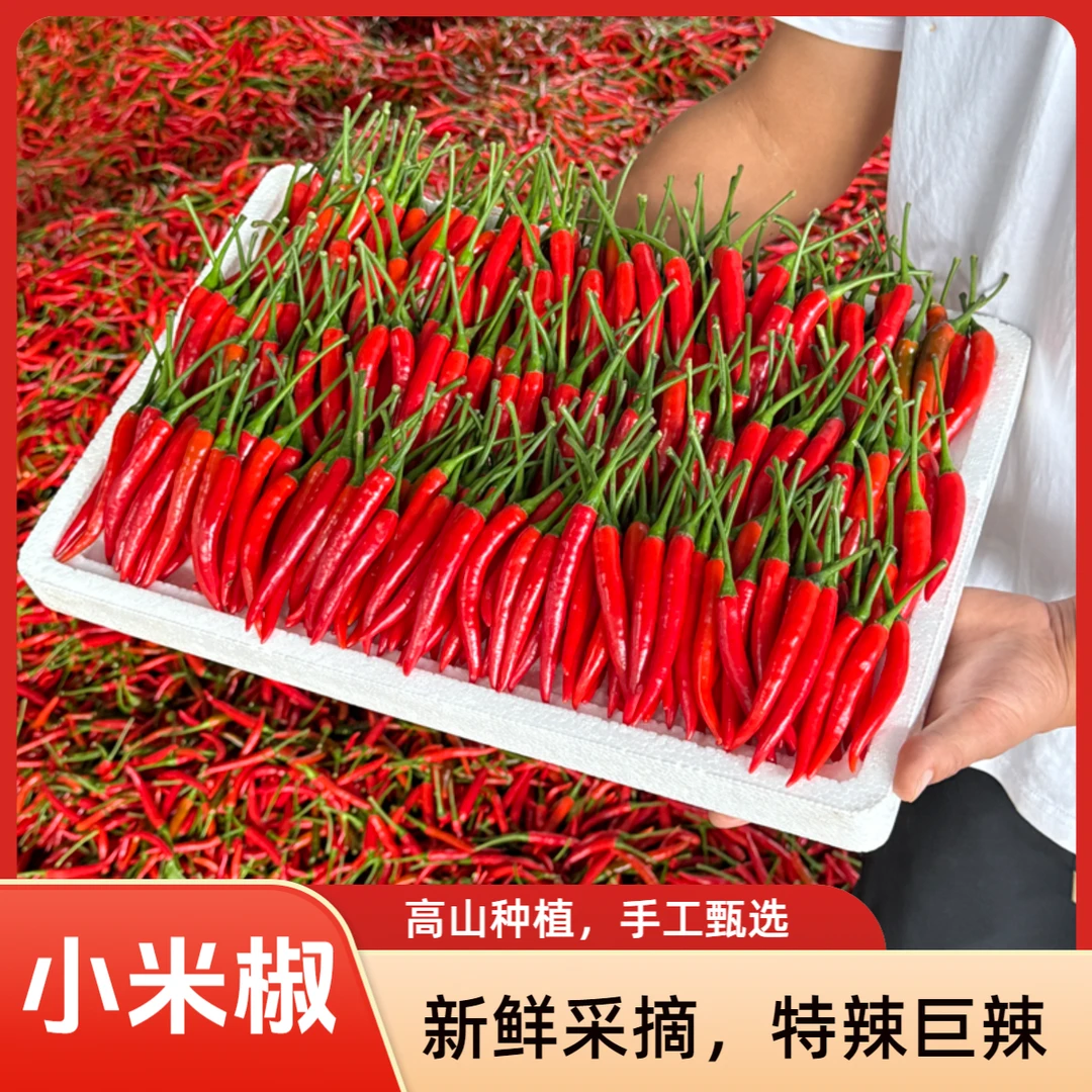 高山种植新鲜采摘特辣小米椒餐饮蔬菜批发红辣椒朝天椒泡辣椒剁椒