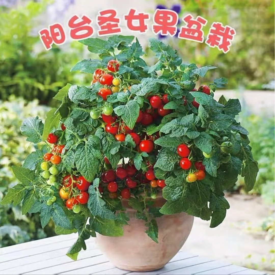 寿光正版红黄黑矮生盆栽小番茄苗盆栽西红柿圣女果种苗四季种植