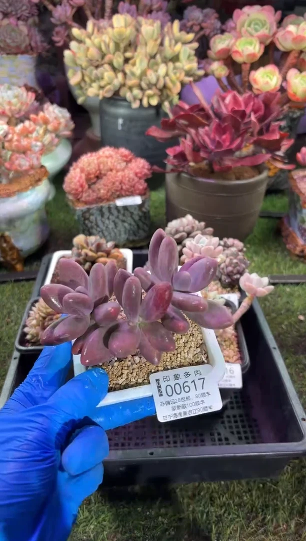 【闪购商品】00617