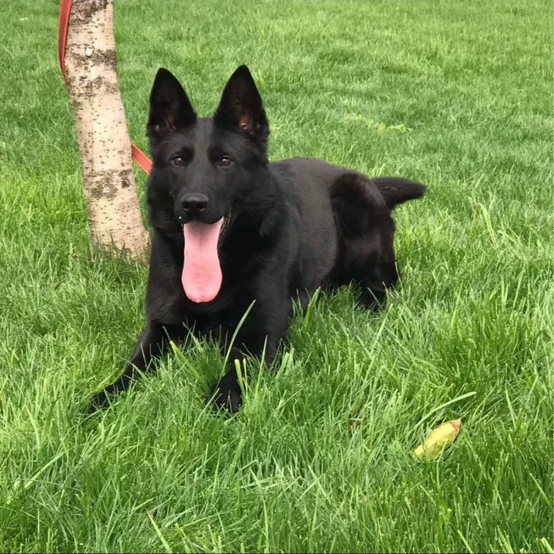 【贝塔犬舍】东德牧羊犬（一物一拍）活体狗狗