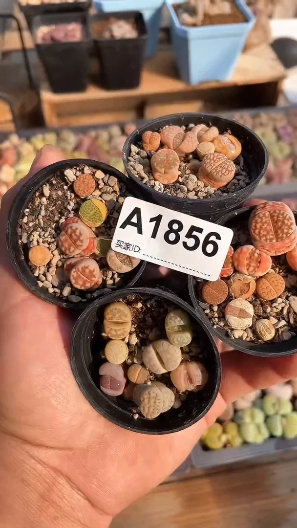 【闪购商品】1856 开播福利