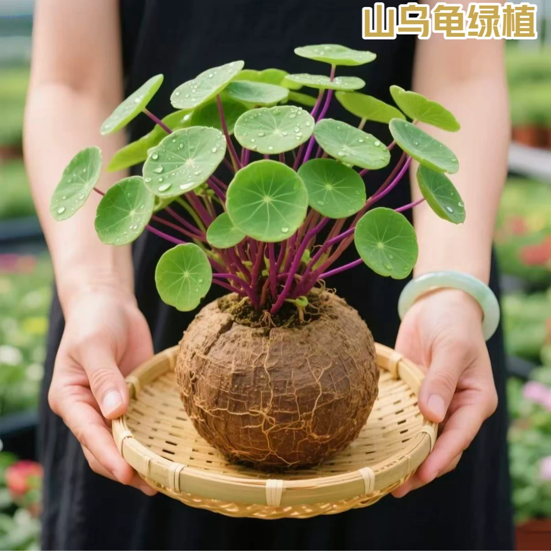 【懒人必备】山乌龟金不换绿植盆栽红藤圆叶懒人植物爬藤观叶室内