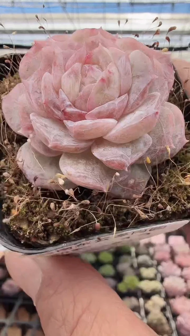 东云多肉园新款-12