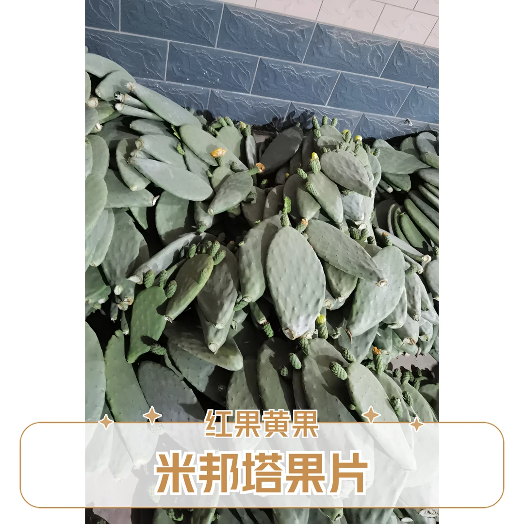 仙人掌带根一物一拍