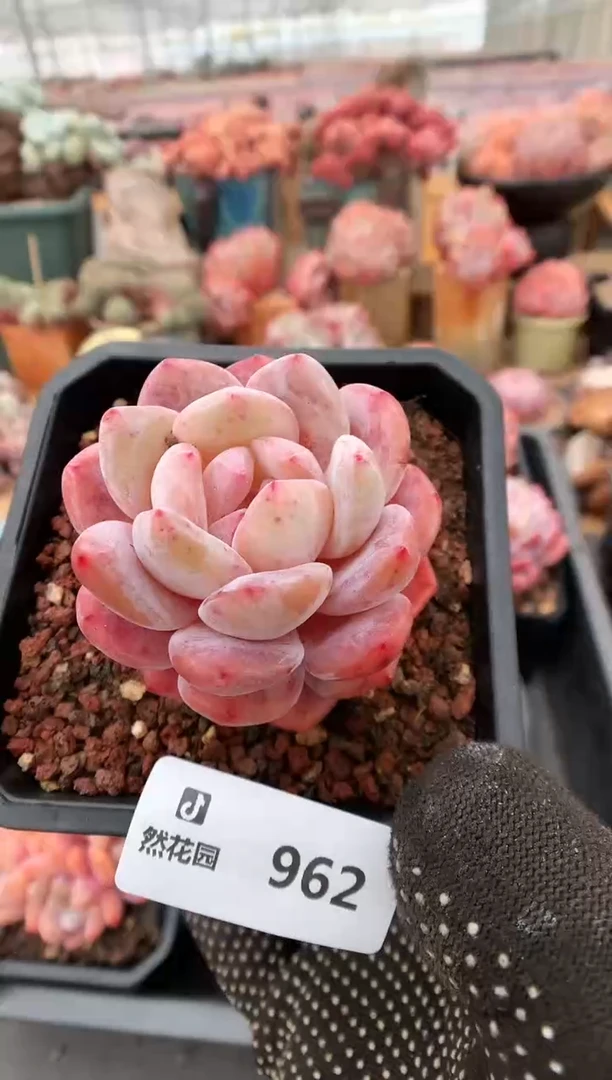 【闪购商品】962雪天使一物一拍