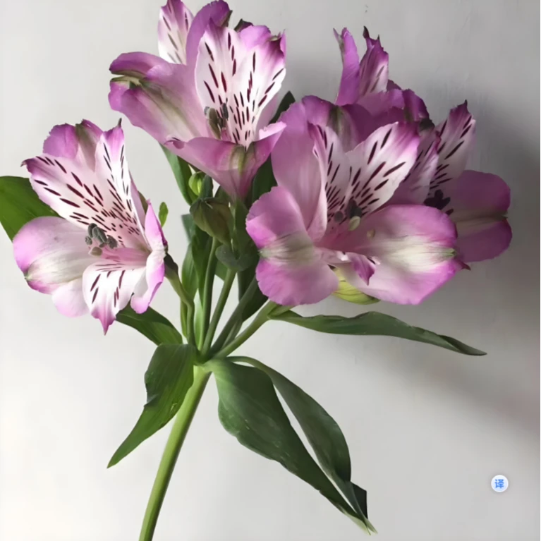 【明日必达】水仙百合-六出花-紫色-1扎-鲜切花生活花家庭插花日常鲜花-全场任意俩单顺丰快递包邮到家