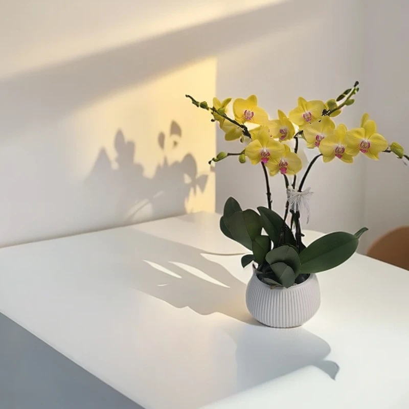 蝴蝶兰【富乐夕阳】金黄色系室内种植观赏送礼带花发货